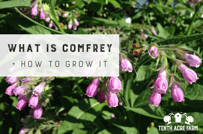 What-is-Comfrey-featured.png