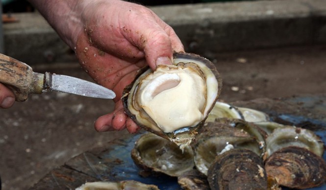 bluff-oysters-1024x597.jpg